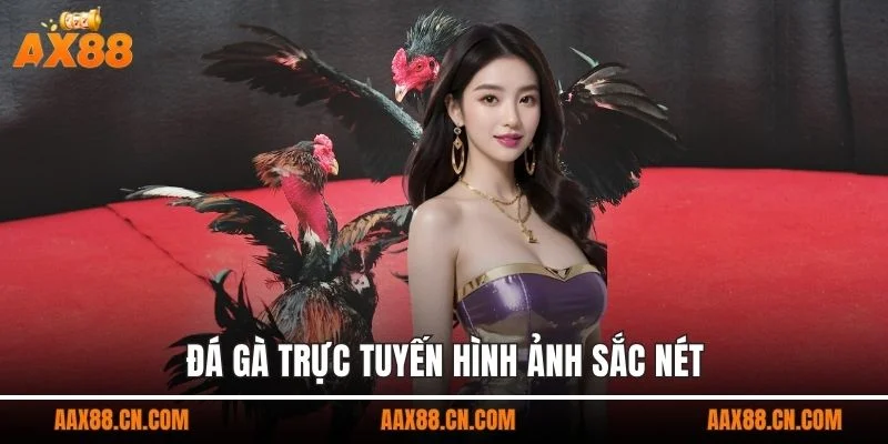 Đá gà trực tuyến hình ảnh sắc nét