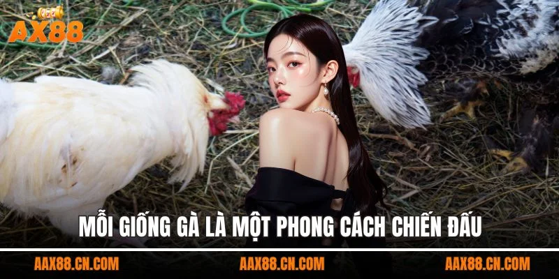 Mỗi giống gà là một phong cách chiến đấu