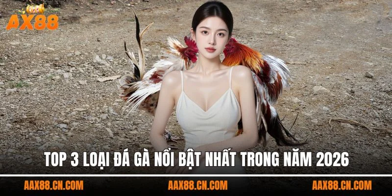 Top 3 loại đá gà nổi bật nhất trong năm 2026